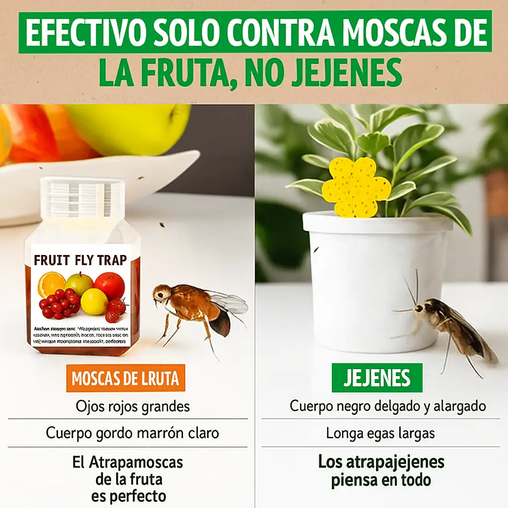 Encabezado