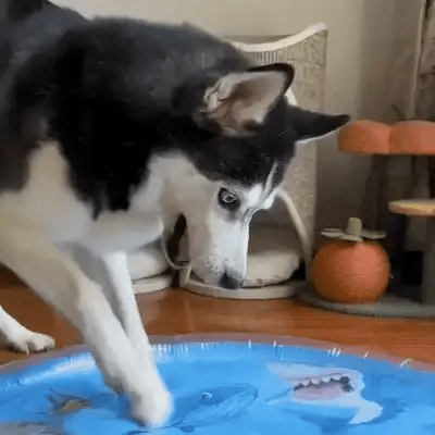 Alfombra Refrescante para Mascotas
