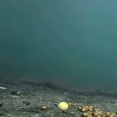 Tubos de Pesca Flotantes